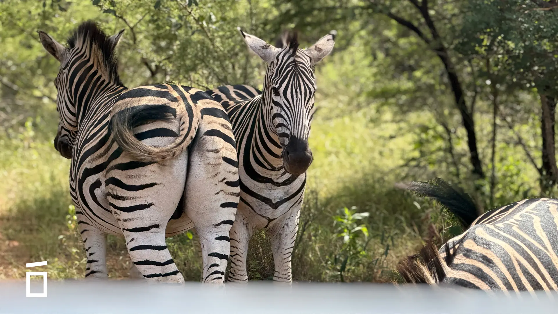 Pequeño lightweight steel frame home in Hoedspruit